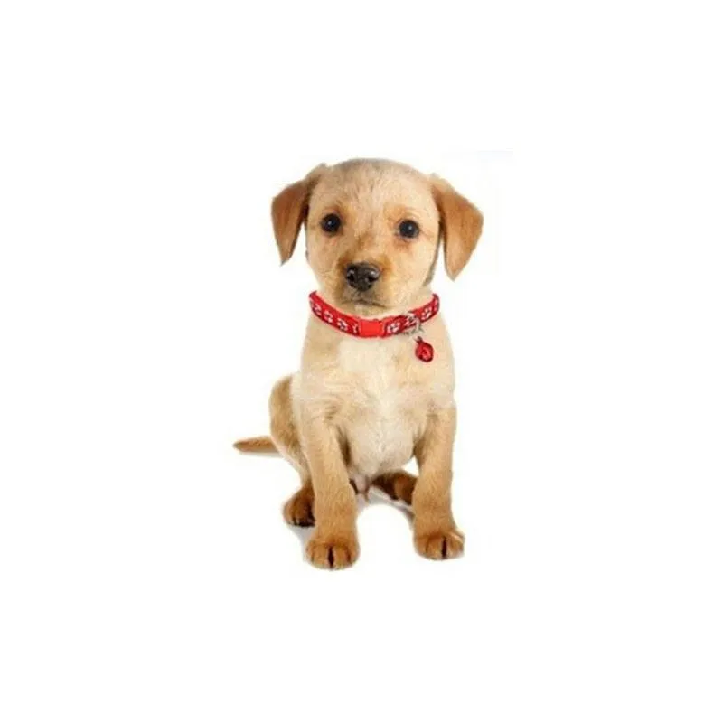 Adjustable Cute Walking Collar