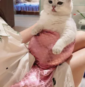 Mermaid Tail Pet Costume - Adorable Fishtail Outfit for Cats and Small Dogs